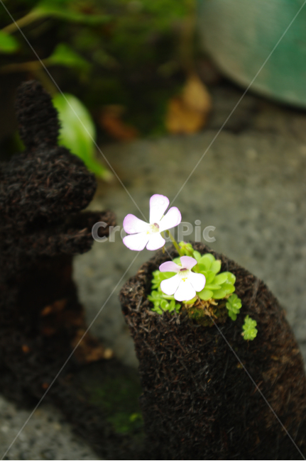 꽃,flower,식물,color,제비꽃,식물,자연,plants,nature,꽃,flower