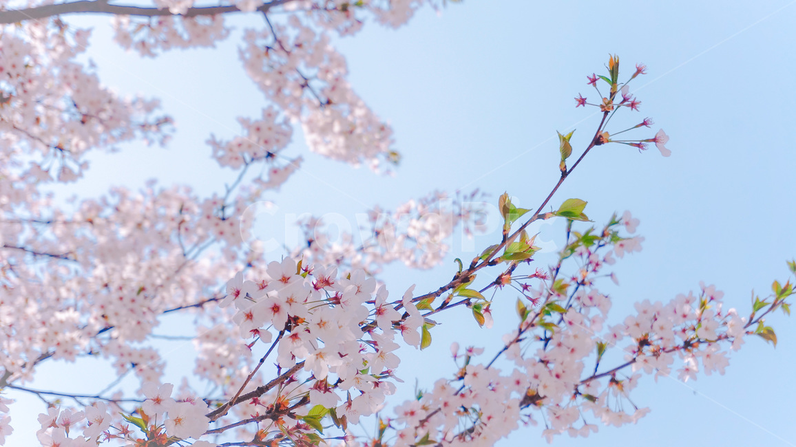 하늘,벚꽃,벚꽃나무,꽃,봄,sky,flower,spring,cherryblossoms,봄,계절,spring,season,식물,자연,plants,nature,꽃,flower,plant,blossom