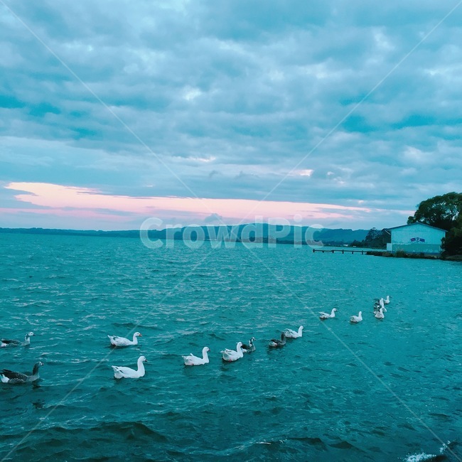 nature,자연,outdoors,바다,오리,백조,호수,swan