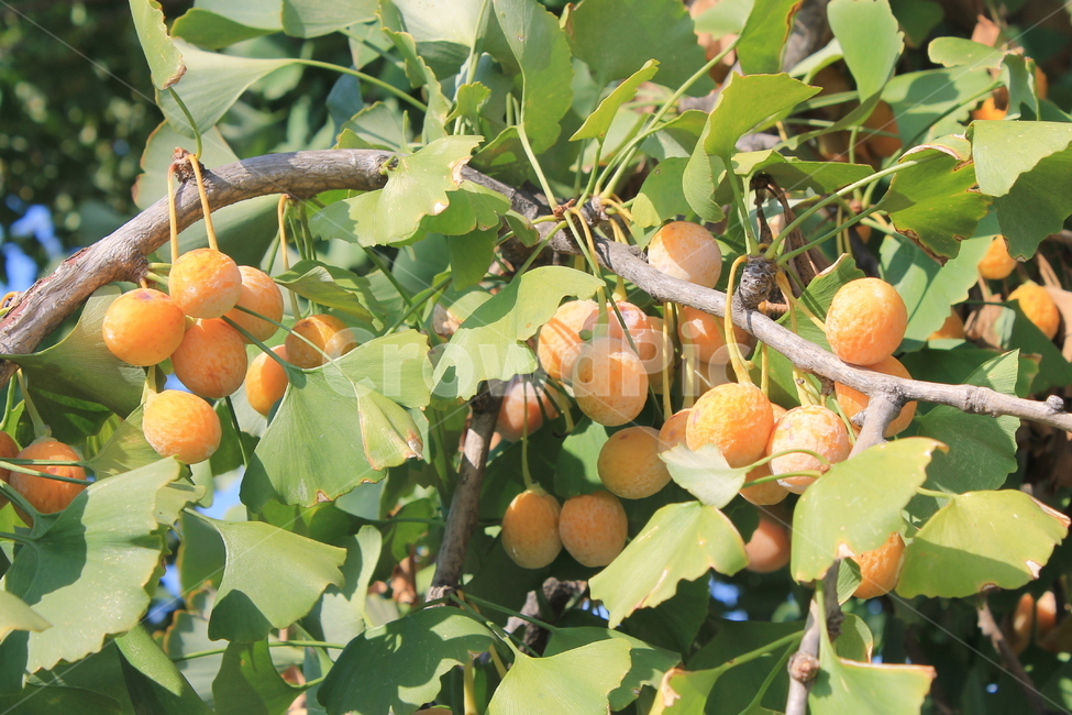 은행,ginko,ginkonut,가을,autumn,fall,plant,식물,음식,food,fruit,나무,trees,wood,과일,열매,fruit