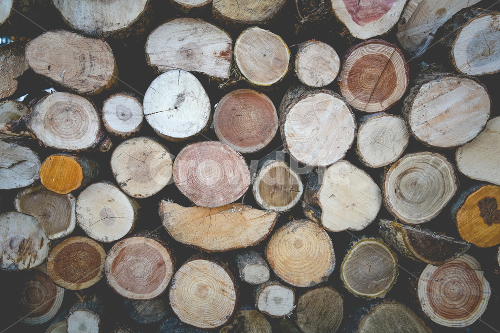 나무,나이테,장작,wood,재목,lumber,나무,trees,wood