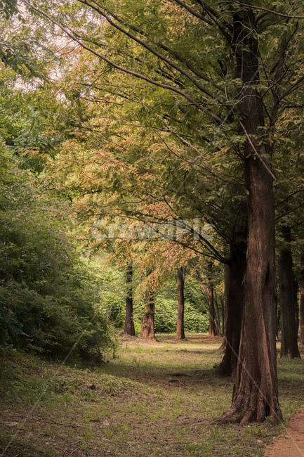 가을,숲,나무,단풍,노을,tree,fall,햇빛,햇살,나무줄기,treetrunk,식물,plant,가을,계절,fall,autumn,season,자연,풍경,nature,landscape,tree trunk,나무 줄기