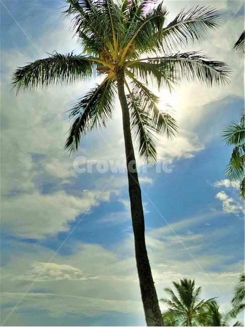 island,tropical,palmtree,coconut,야자수,코코넛트리,여름,계절,summer,season,자연,풍경,nature,landscape,식물,plants,나무,trees,wood