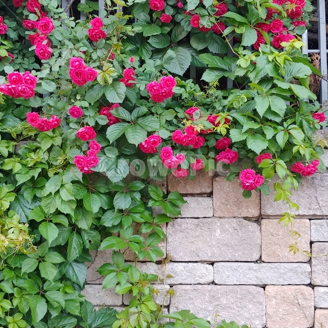 꽃,장미,벽돌,길,대비,담장,넝쿨장미,빨강,초록,색감대비,flower,rose,nature,brick,wall,일상,색감,emotion,daily,sensible,feeling,healing,snap,스냅,landscape,감성사진,식물,자연,plants,nature,꽃,flower