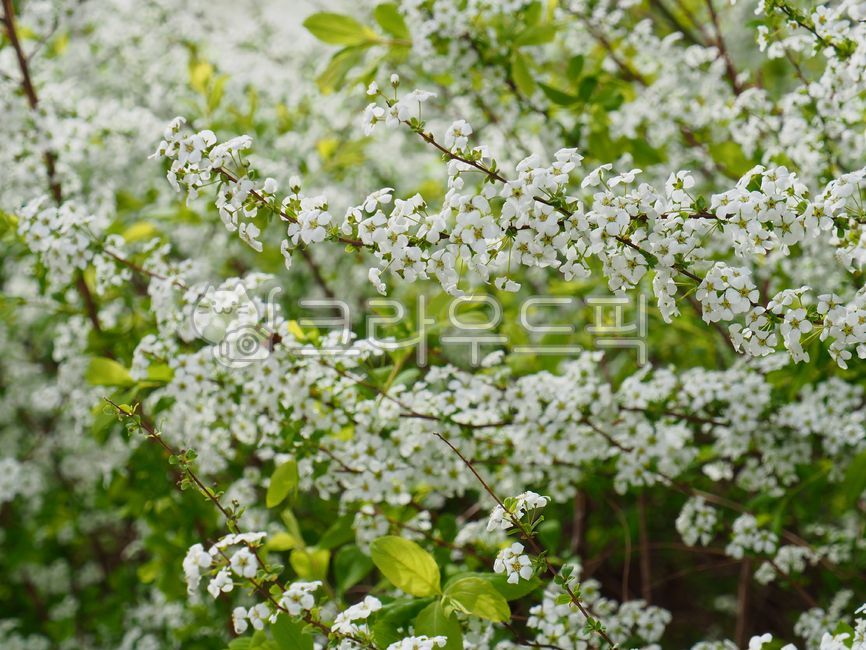 flowering,summer,spring,petal,white,bloom,spirea tree,season,meadow,green,nature,leaf,bridalwreath,flower,White,background,plant,meadowflower,spirea flower
