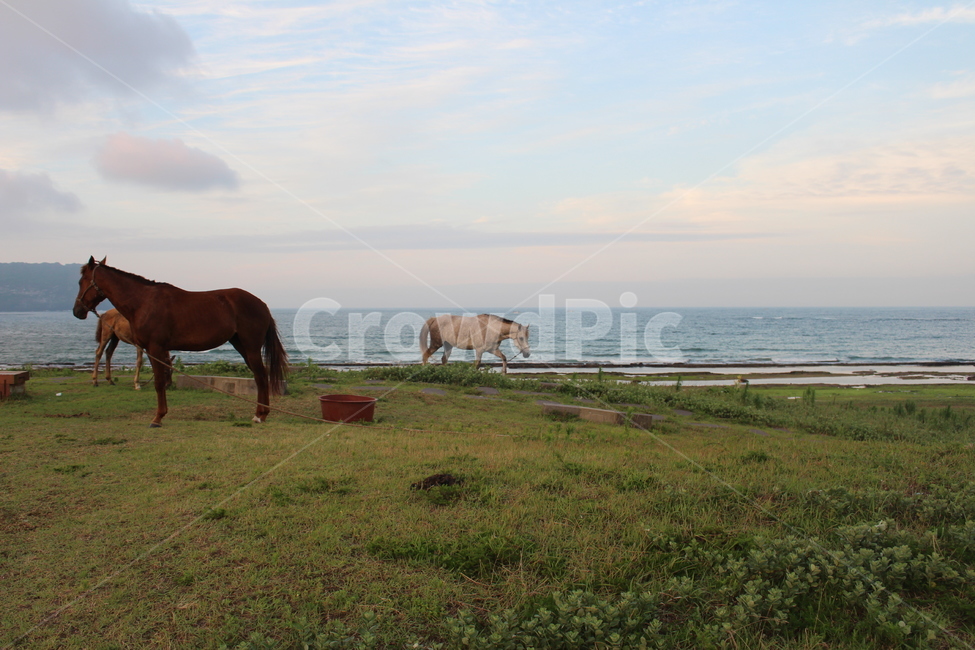 말,제주도,동물,평화,horse,jeju,동물,animal,포유류,mammal,산업,industry,industrial,목축업,목장,livestock farming,ranching,pasture
