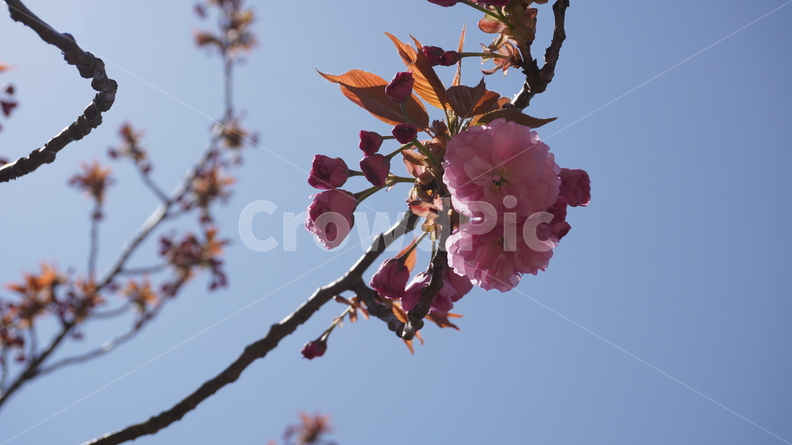벚꽃,봄,하늘,날씨,나무,겹벚꽃,자연,봄,계절,spring,season,식물,자연,plants,nature,꽃,flower,plant,blossom