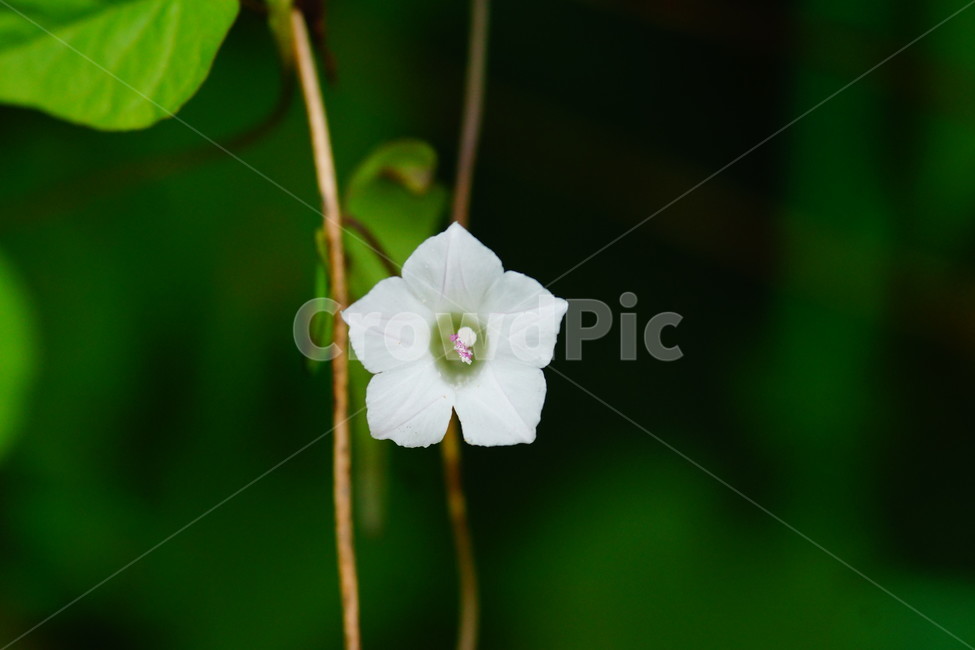 plant,식물,blossom,꽃,petal,꽃잎,flower,식물,자연,plants,nature