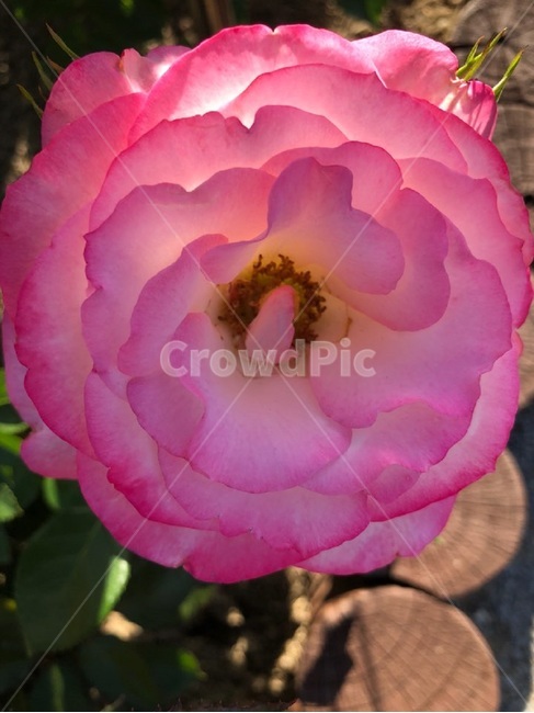 장미,오월,꽃,장미축제,장미꽃사진,식물,자연,plants,nature,꽃,flower