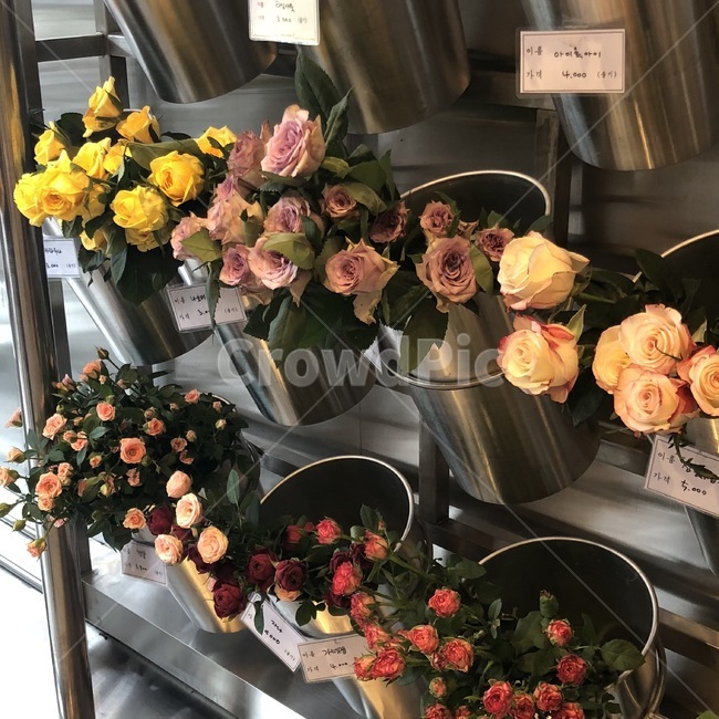 꽃,플라워,생화,flower,장미,튤립,꽃,flower