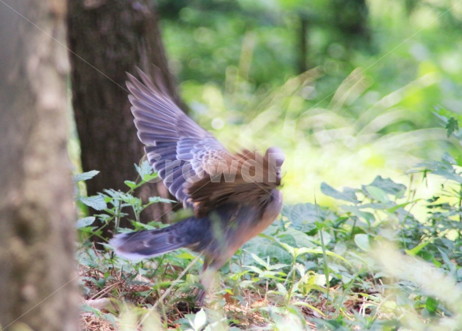 조류,새,비둘기,산,날개,동물,animal,조류,새,birds