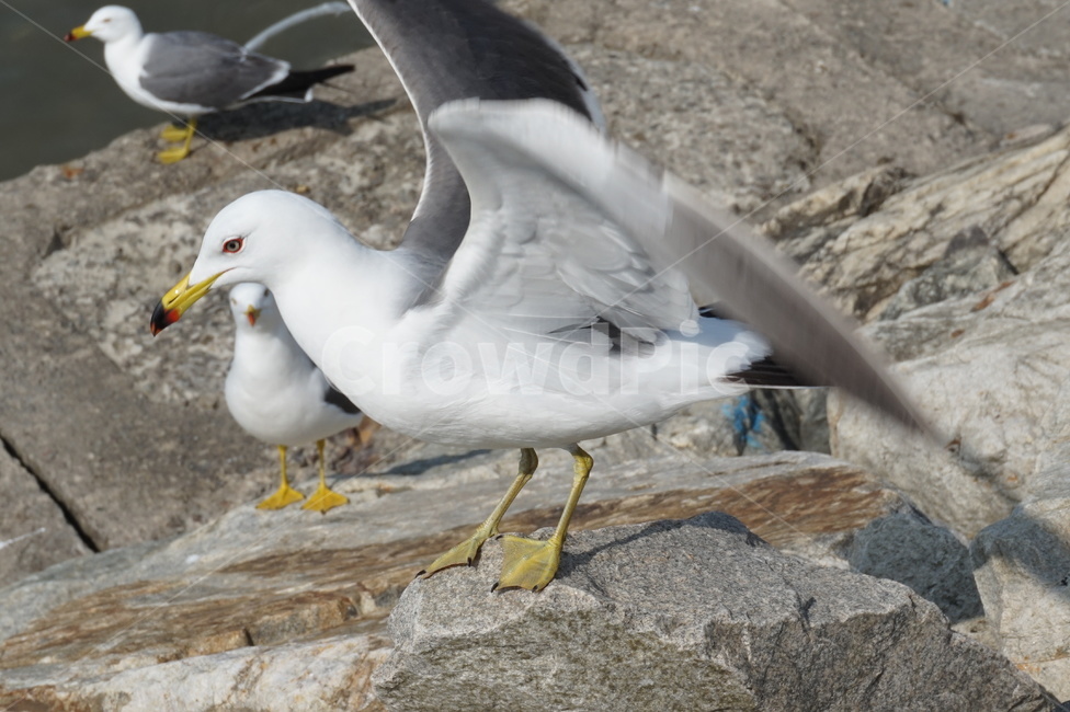 바다새,새,갈매기,바다,군포항,동물,animal,조류,새,birds