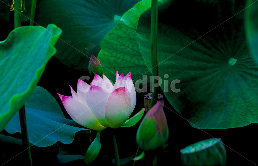 연꽃,연잎,문양,무늬,청초,자연,식물,자연,plants,nature,꽃,flower