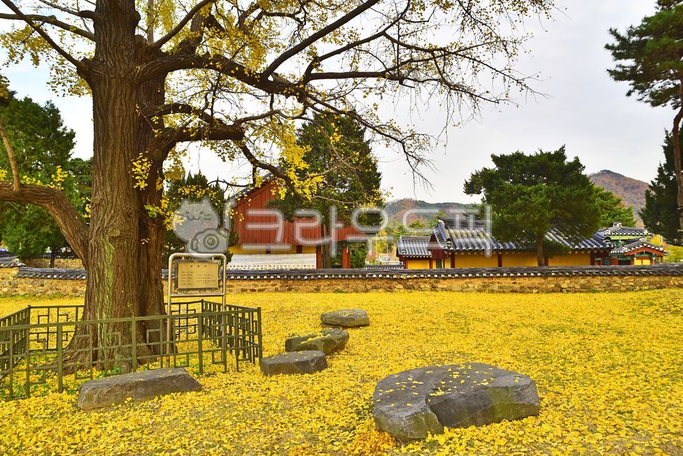 광주향교,향교,조선시대,교육기관,교육,지방교육기관,관학교육기관,전통건축물,건축양식,한국적,코리안,기와집,돌담,나무,전통유물,건축물,건물,향나무,은행잎,가을배경,nature,자연,outdoors,옥외,은행나무,고목,낙엽,노랑색,바위,보호수,가을,시즌,계절,autumn,fall,season