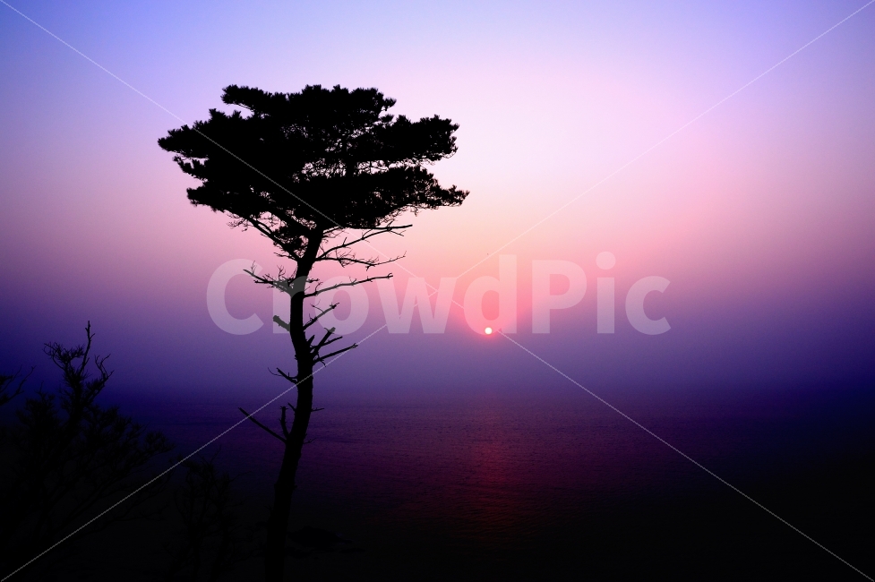 영광,전남,전라남도,관광지,명소,백수해안도로,서해,서해안,나무,해안,해변,노을,햇빛,황혼,해안도로,YELLOWSEA,TREE,COAST,SEA,OCEAN,SUN,SUNLIGHT,SUNRISE,TWILIGHT,ROAD,SIGHTSEEING,풍경,LANDSCAPE,자연,풍경,nature,landscape,감성,sensible,feeling,색깔,색상,색채,색감,color sense,color sensitivity,feeling of color,outdoors,옥외,light,빛,flare,플레어,sky,하늘