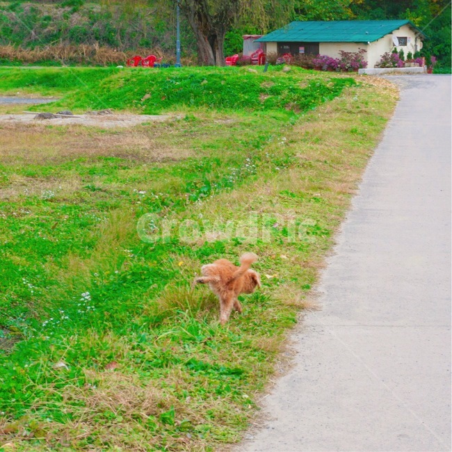 멍멍이,영역표시,강아지,양동마을,떠돌이,동물,animal,포유류,mammal,개,강아지,dog,doggy