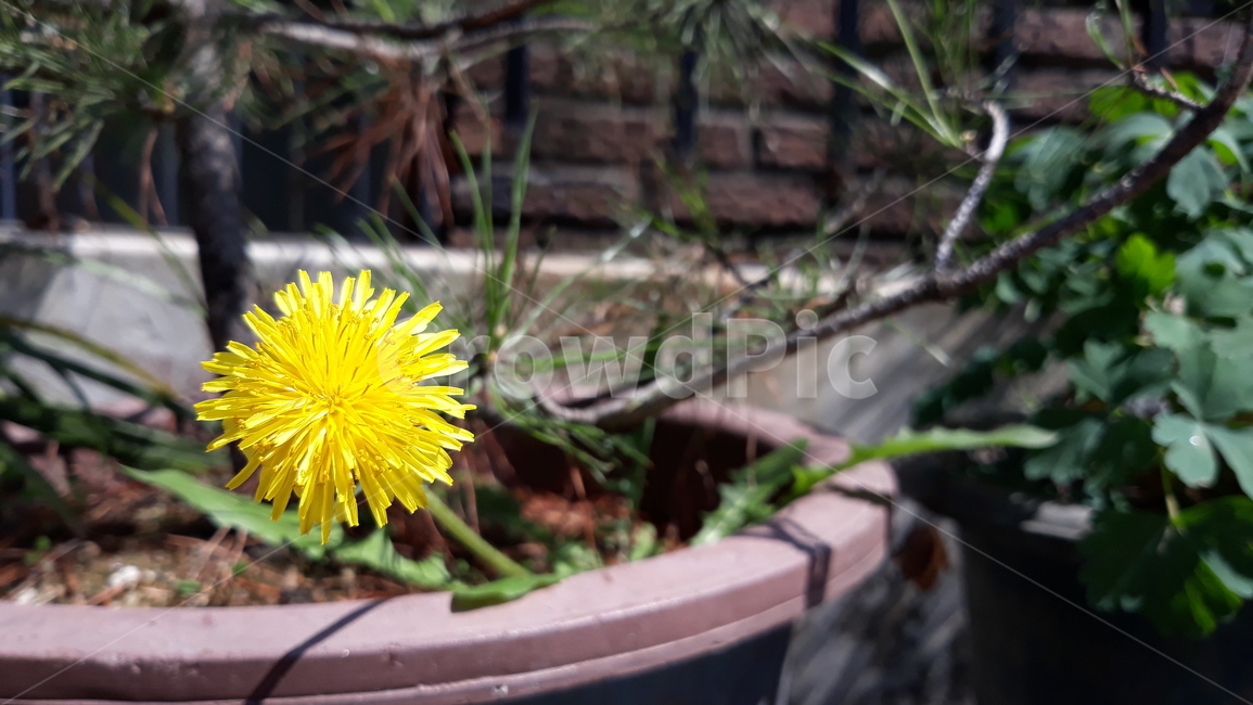 plant,식물,민들레,노란꽃,노란민들레,nature,자연