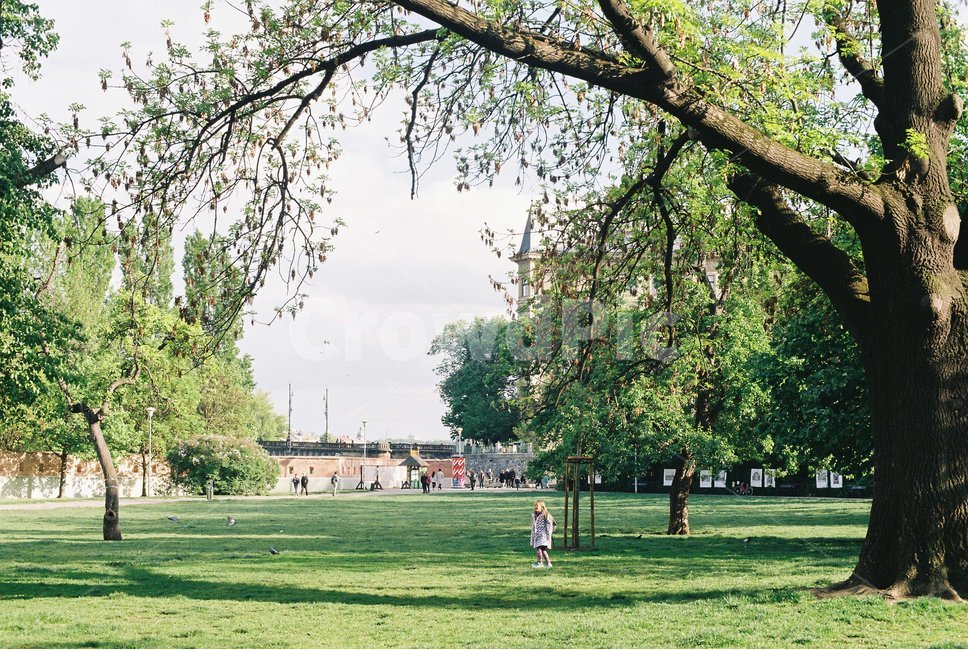 공원,나무,초원,들판,잔디,잔디밭,풍경,park,tree,녹색,green