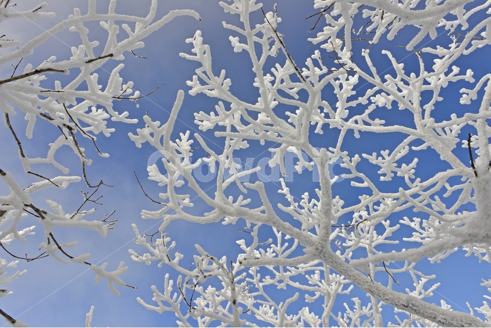 무주,덕유산,덕유산설경,상고대,겨울,설천봉,outdoors,옥외,nature,자연,ice,빙,snow,눈