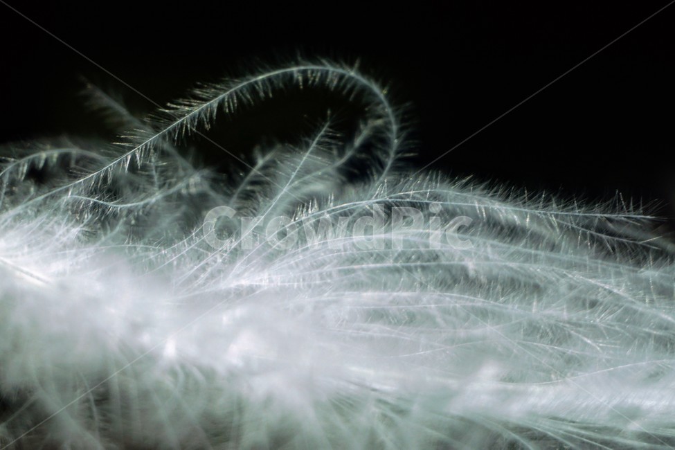 깃털,확대,배경,배경화면,background,새털,feather,closeup