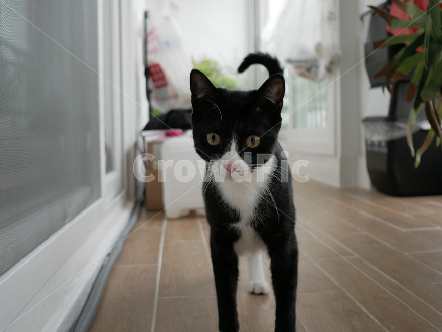고양이,개냥이,아기고양이,아깽이,뚱냥이,애교,귀여운,검은고양이,얼룩고양이,호기심,동물,animal,포유류,mammal,고양이,cat,kitten,kitty