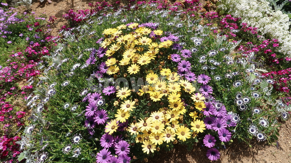 plant,식물,flower,blossom,꽃,공원,봄,봄꽃,알록달록,화분,노란꽃,자연,park,spring,colorful,yellow,nature