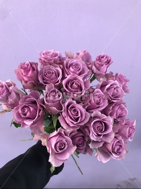 꽃,장미,예쁜장미,예쁜꽃,rose,flower
