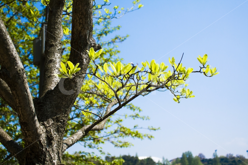 봄,나무,햇살,화창함,싹,식물,자연,plants,nature