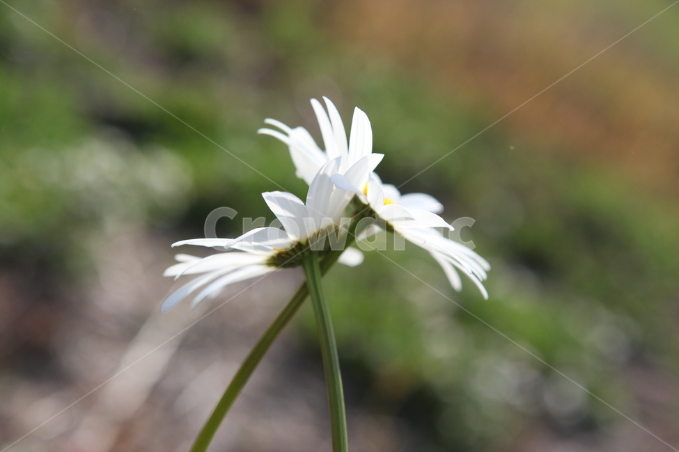 자연,꽃,나무,겨울,풍경,역광,flower,tree,앙상함,외로움,의지,들꽃,믿음,하늘,예쁨,아름다움,복잡함,로우앵글,아웃포커싱,식물,자연,plants,nature,꽃,flower