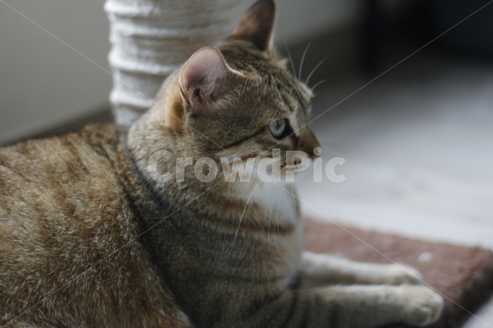 동물,고양이,반려동물,애완동물,반려묘,cat,pet,animal,kitten,길고양이,집사,코리안숏헤어,코숏,동물,animal,고양이,cat,kitten,kitty