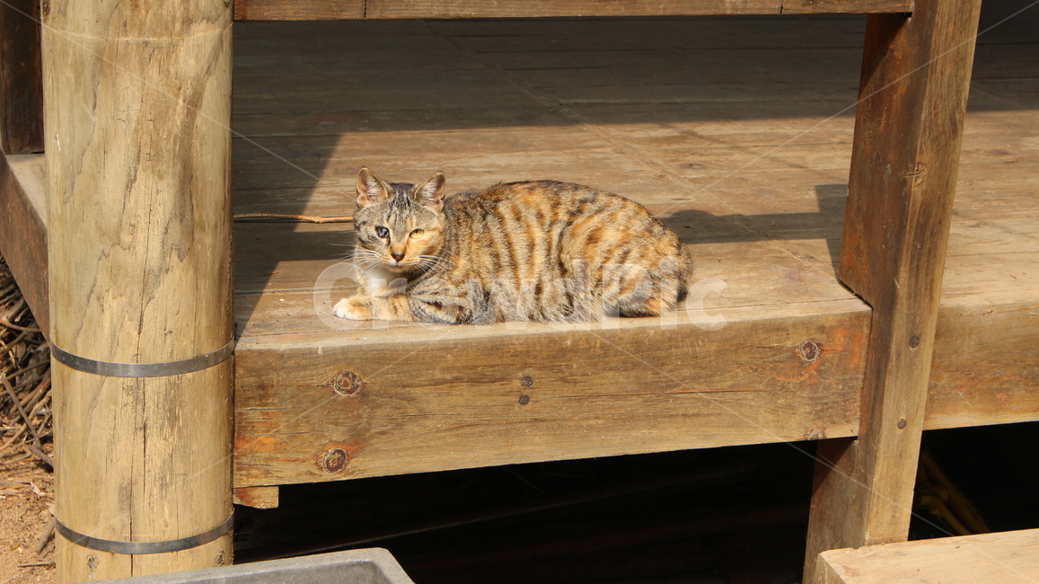 고양이,길냥이,햇빛,오후,동물,동물,animal,포유류,mammal,고양이,cat,kitten,kitty