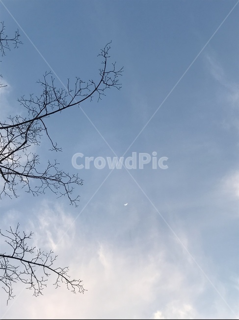 자연,하늘,나무,구름,풍경,힐링,sky,blue,tree