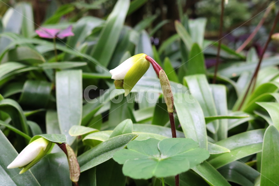 난,주머니난,꽃,주머니난꽃,난초과,식물,야생화,식물원,식물,자연,plants,nature,꽃,flower