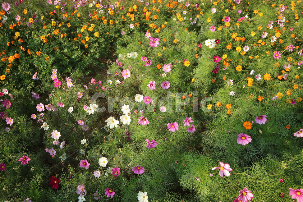코스모스,꽃밭,꽃,가을,가을꽃,식물,자연,plants,nature,꽃,flower