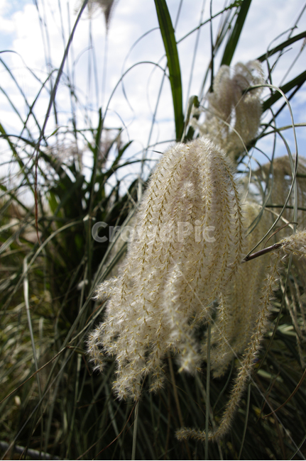 가을,억새,자연,nature,식물,plant,하늘,구름,식물,자연,plants,nature