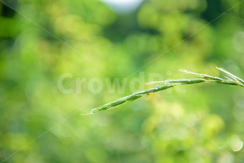나뭇잎,물방울,백그라운드,사람없는이미지,풀잎,아침이슬,이슬,초록색,잎,신선한,상쾌한,싱그러운,녹색,초록,leaf,dew,background,fresh,green,휴식,힐링,rest,relaxation,healing,식물,자연,plants,nature,감성,sensible,feeling