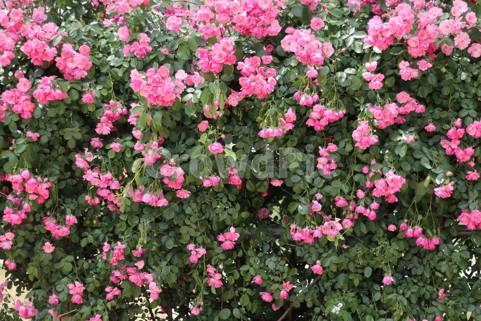 장미,핑크,5월,풍경,맑음,빛,식물,자연,plants,nature,꽃,flower