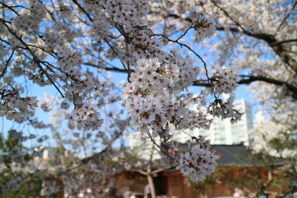 벚꽃,꽃,봄,나무,맑음,산뜻함,plant,식물,blossom,flower,cherryblossom