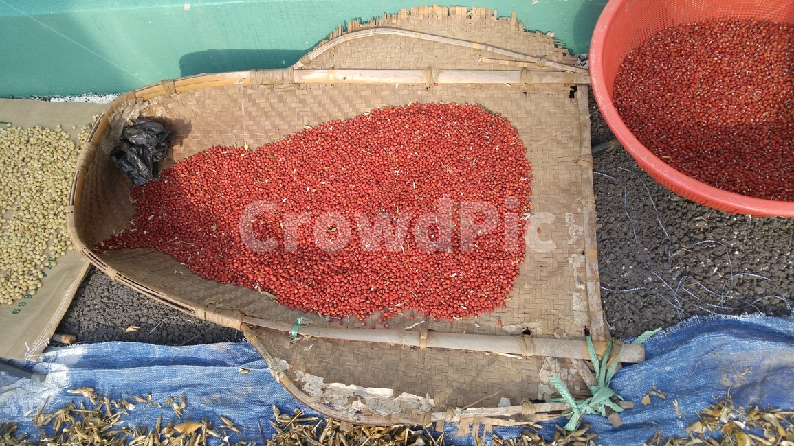 팥,적두,햇팥,칭이,곡식,음식,식재료,요리,food,cook,meal,dishes,food reserves,콩류,견과류,beans,pulse,nuts,dry fruits