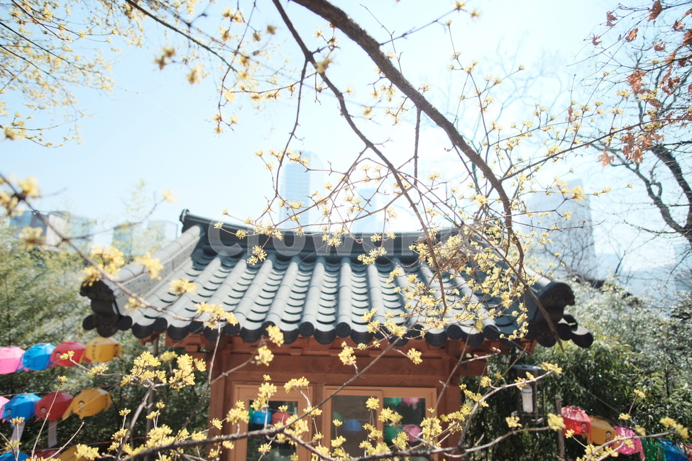 plant,식물,blossom,flower,꽃,봉은사,산수유
