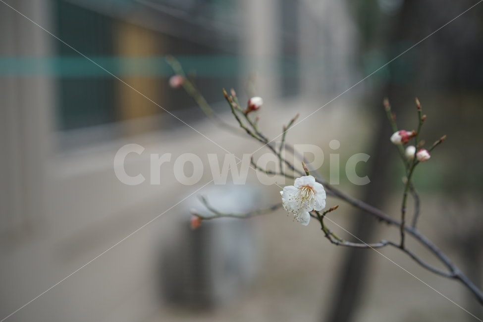 꽃,플라워,화이트,봄,계절,봄꽃,매화,매화꽃,일상,봄처녀,화사,감성,일상사진,flower,식물,자연,plants,nature,봄,계절,spring,season,꽃,flower,plant,blossom