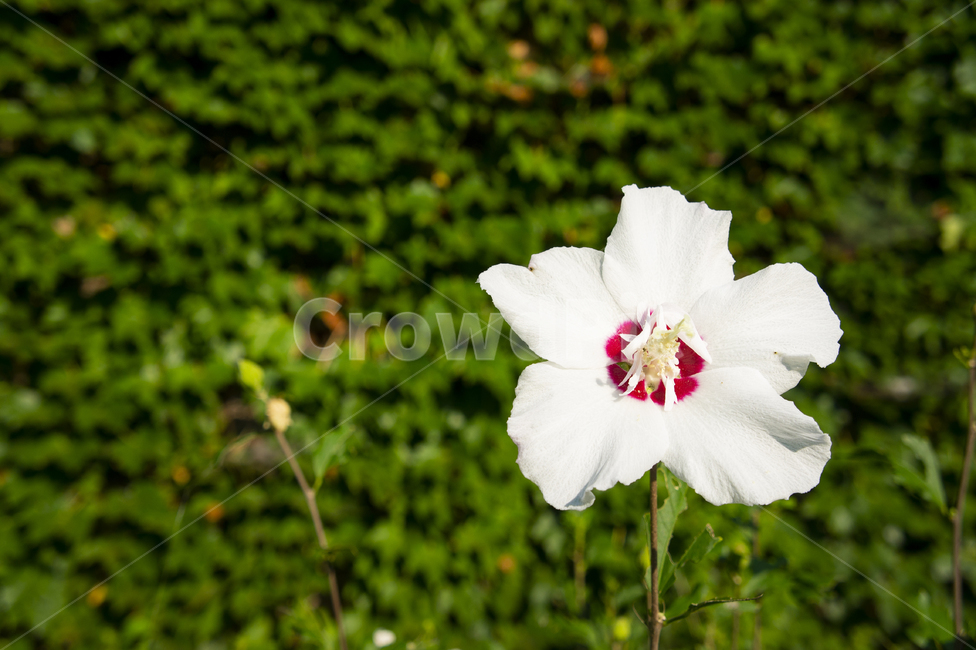 무궁화,꽃,햇빛,성장,grow,flower