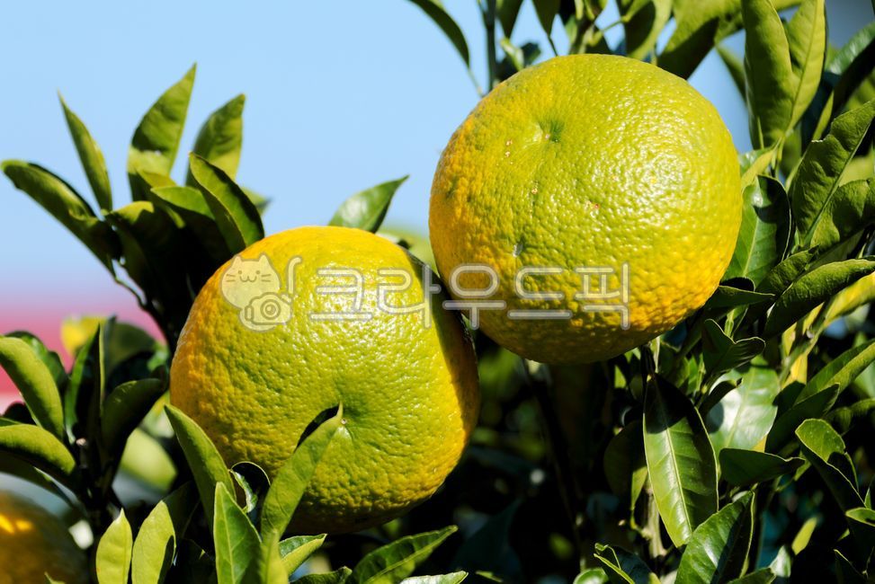 감귤류과일, 하귤, 귤, citrusfruit, 감귤류과일, 사진,이미지,일러스트,캘리그라피 - 일(sun)작가