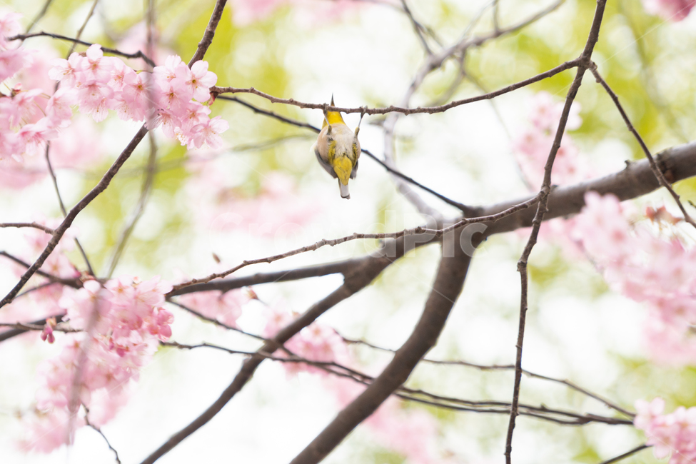 봄,벚꽃,새,조류,자연,봄꽃,핑크,봄,계절,spring,season,식물,자연,plants,nature,꽃,flower,동물,animal,조류,새,birds,plant