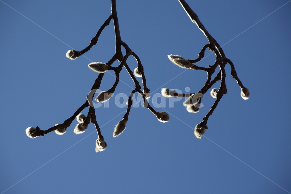 목련,나무,가지,식물,kobusmagnolia