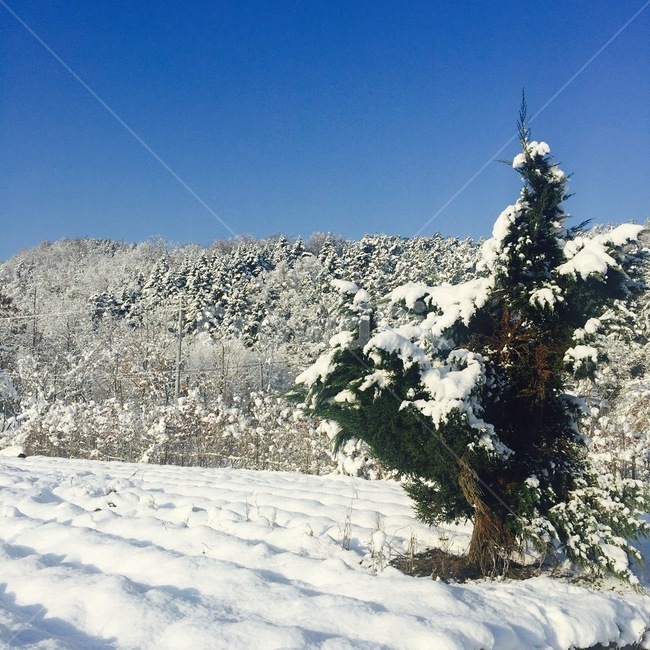 나무,tree,전나무,겨울,눈,폭설