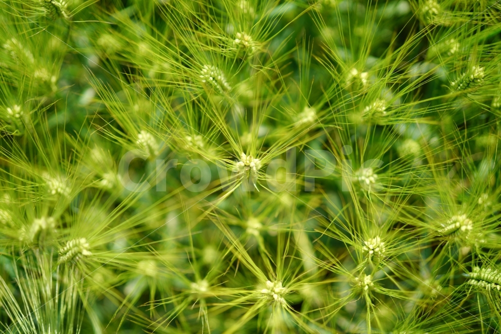 청보리,청보리밭,보리,식물,녹색,식물,자연,plants,nature