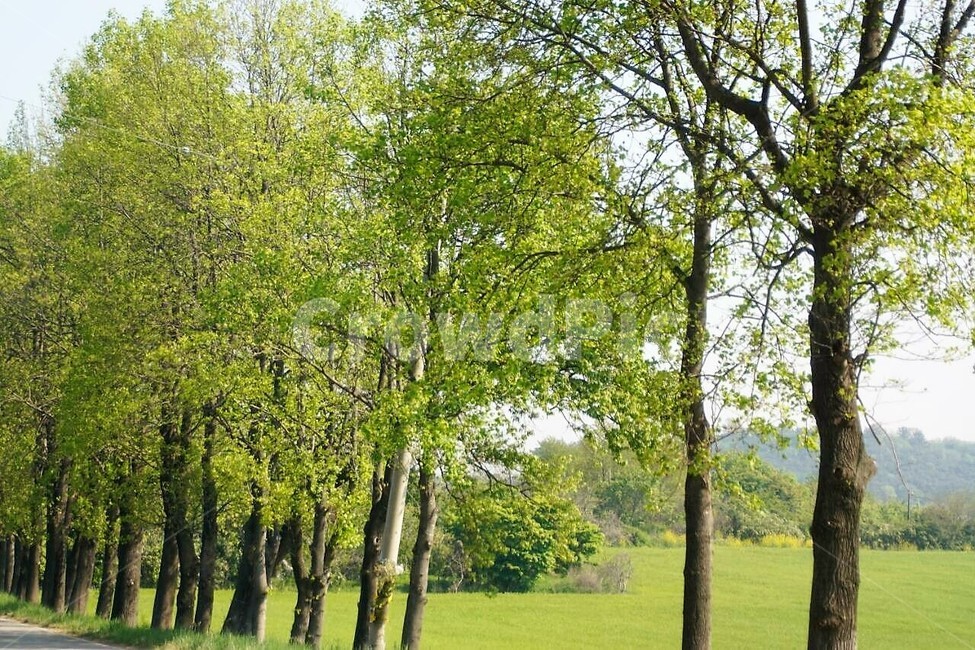 자연,식물,나무,초록색,감성,서정,trees,nature,green,그림자,하늘,sky,봄,spring,wood,계절,season,자연풍경,식물,자연,plants,nature,나무,trees,wood
