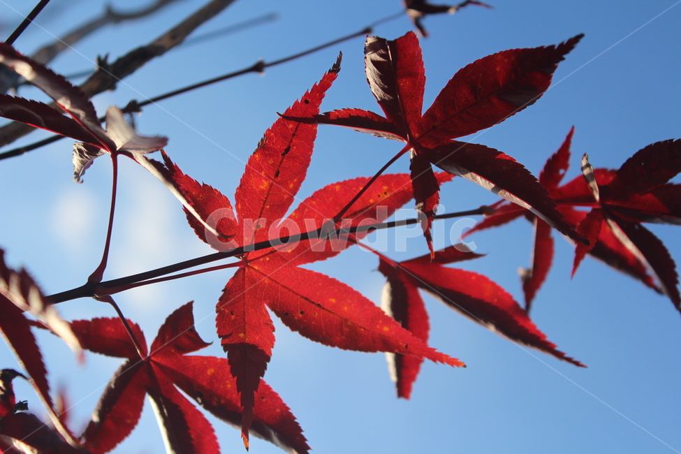 leaf,잎,tree,maple,단풍,가을,계절,fall,autumn,season,plant,식물,나무