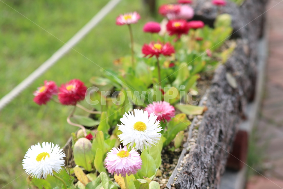 꽃,봄,여름,수목원,자연,봄,계절,spring,season,식물,자연,plants,nature,꽃,flower,plant